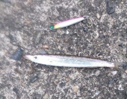 釣果情報　カマス