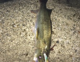 シーバス釣果情報【幕張店】