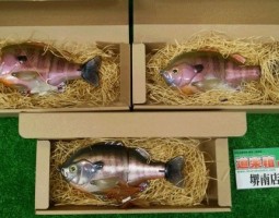 ブルシューター　ラトルイン　入荷！（堺南店）