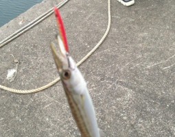 釣果情報カマス