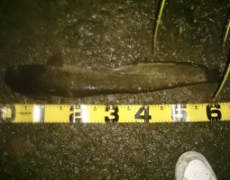釣果情報　ナマズ