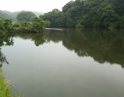 釣果報告　野池おかっぱり　トップ？