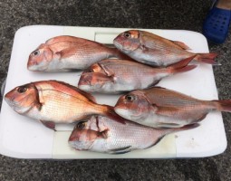 一つテンヤ行ってきました(幕張店) 一つテンヤ行ってきました(幕張店)