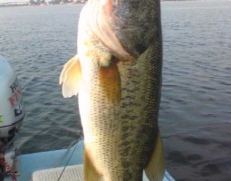 琵琶湖釣果情報(ボート) 大東店 琵琶湖釣果情報(ボート) 大東店