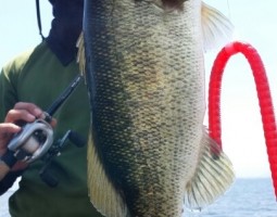 釣果情報~琵琶湖ボート~(豊中店) 釣果情報~琵琶湖ボート~(豊中店)