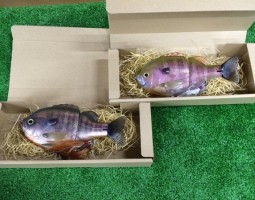 ブルシューター ラトルイン 入荷(大東店) ブルシューター ラトルイン 入荷(大東店)