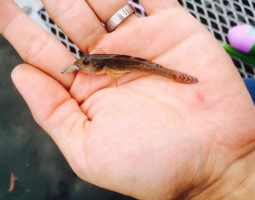 7/11釣果情報　キッズ用タックル＆レンタルタックルで釣り行ってきました！！(幕張店)