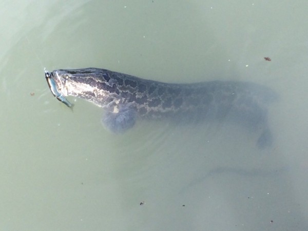 ﾓﾝｽﾀｰ雷魚