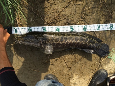 ﾓﾝｽﾀｰ雷魚３