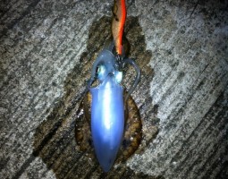 釣果情報イカ 釣果情報イカ