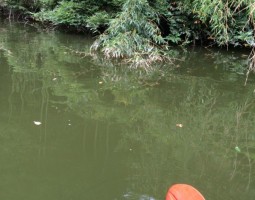 和歌山 釣果情報ヽ(*´∀`)ノ バス編– 爆釣レベル★★★★★ 和歌山 釣果情報ヽ(*´∀`)ノ バス編– 爆釣レベル★★★★★