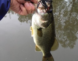 釣果情報～琵琶湖ボート～（豊中店）