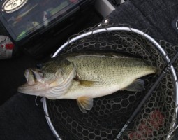 釣果情報～琵琶湖ボート～（豊中店）