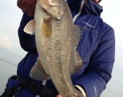 釣果情報~琵琶湖ボート~(豊中店) 釣果情報~琵琶湖ボート~(豊中店)