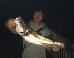 シーバス釣果情報！大漁！