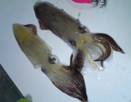 釣果情報 ヒイカ (幕張店) 釣果情報 ヒイカ (幕張店)