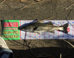シーバス　釣果情報（幕張店）