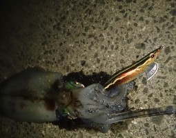 釣果情報アオリイカ 釣果情報アオリイカ