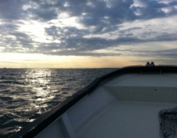 東京湾ボートシーバス（幕張店）