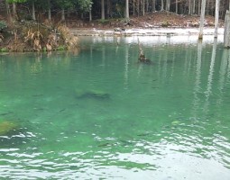釣果情報 朽木渓流魚センター ~マス釣り~(豊中店) 釣果情報 朽木渓流魚センター ~マス釣り~(豊中店)