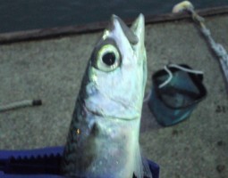 アジング?釣果情報!!(幕張店) アジング?釣果情報!!(幕張店)