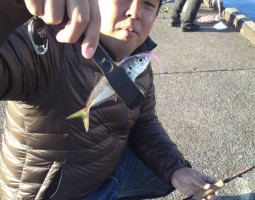 アジング釣果情報（幕張店）