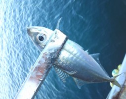 アジングに行ってきました~(幕張店) アジングに行ってきました~(幕張店)