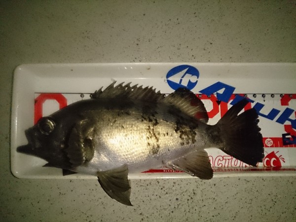 強風の中のメバル