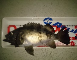 釣果情報　メバルとアジ