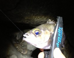 和歌山メバル調査