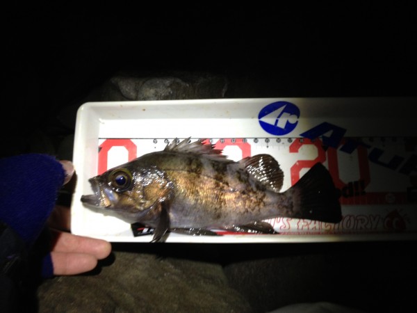 釣果１２月２８日メバル②