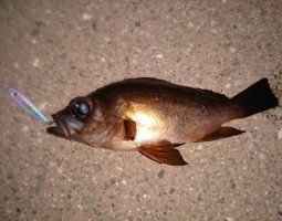 釣果情報　メバル