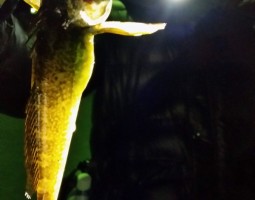 春告魚釣りの日記（幕張店）