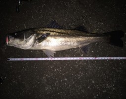 釣果情報　シーバス