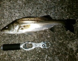 シーバス釣果情報（幕張店）