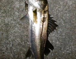 シーバス釣果情報（幕張店）
