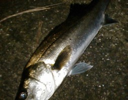 シーバス釣果情報（幕張店）