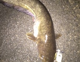 釣果情報　ナマズ