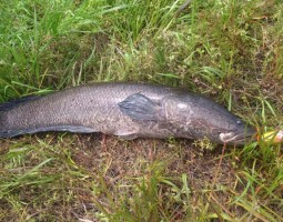 雷魚釣果情報！