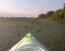 釣果情報　琵琶湖カヤック！