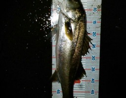 幕張近辺シーバス爆釣中！！（幕張店）