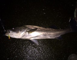 釣果情報 シーバス