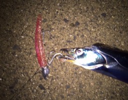 釣果情報　タチウオ