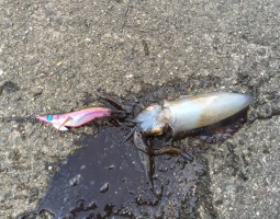 釣果情報　アオリイカ