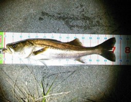 幕張近辺シーバス好調！！（幕張店）