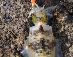 エギング釣果情報　日本海