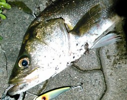 幕張シーバス引き続き好調！！（幕張店）