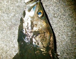 幕張　シーバスまだまだ好調！！（幕張店）