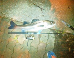 幕張シーバス釣果情報（幕張店）