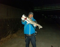 バチ抜け調査報告!(幕張店) バチ抜け調査報告!(幕張店)